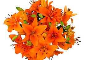 Orange Bulk Wholesale cut Lilies