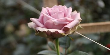 A lavender rose growing in the fields.