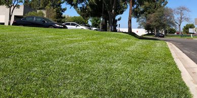 Front yard of an office building with green and pretty grass and cars at the bottom