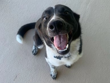 Mickey the Vineyard Dog - Charron Vineyards