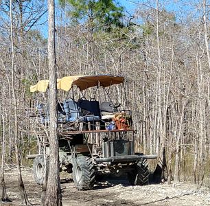 big cypress during dry season 
everglades, dry swamp, florida winter, big cypress swamp tours