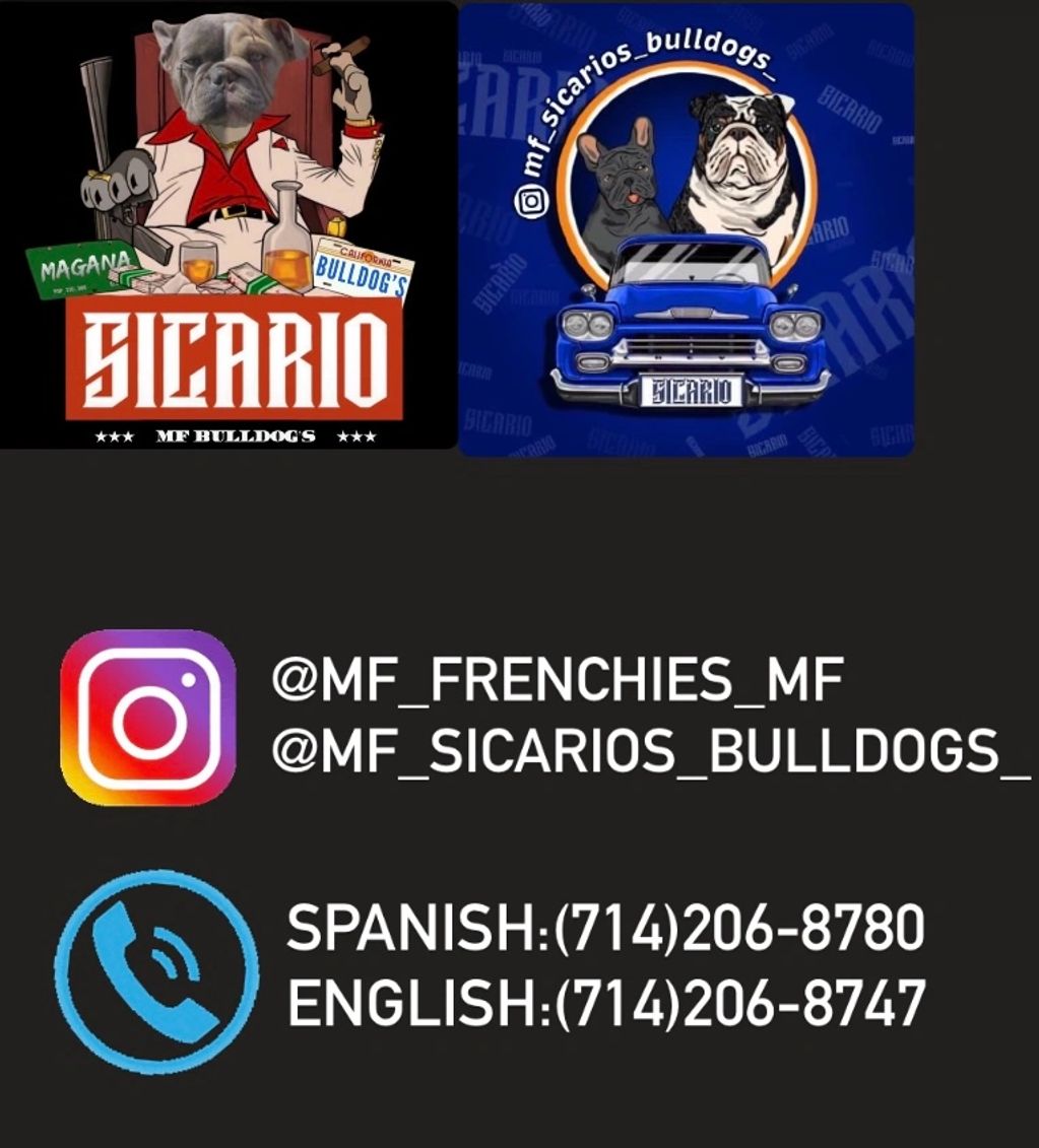 @MF_sicarios_bulldogs__
@MF_frenchies_mf_