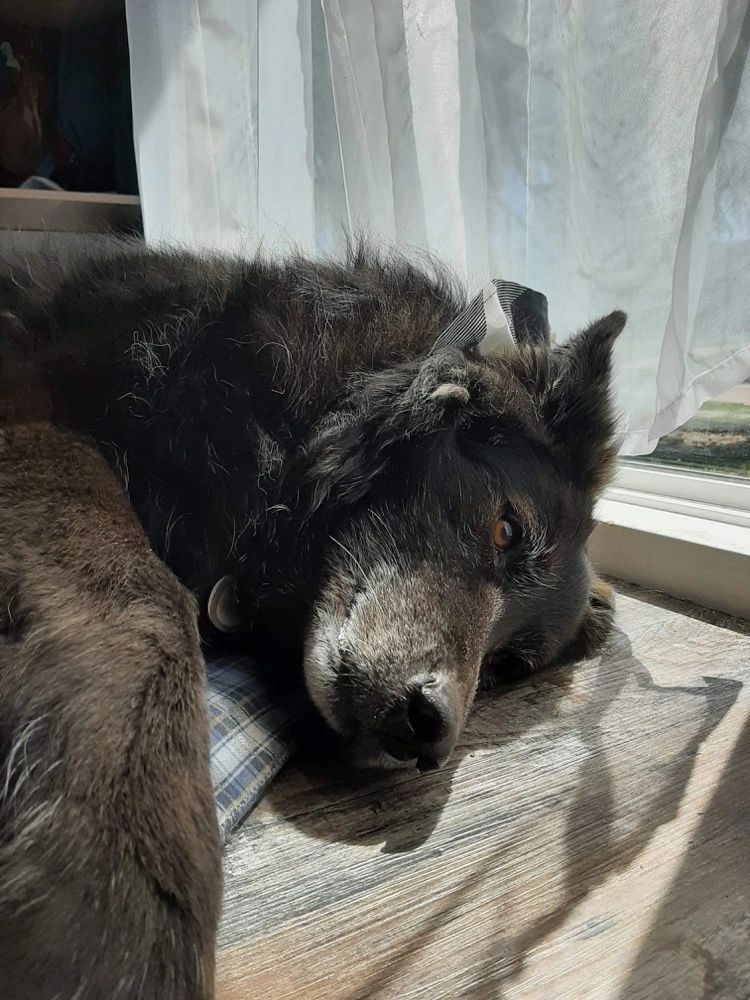 My dog Kola lying down on her side in front of a window with the sun shining down on her.