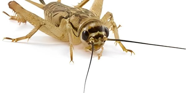 Fresh feeder insects, crickets, dubia roaches, mealworms, superworms, hornworms