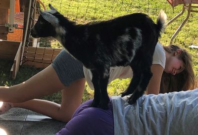 Goat Yoga
