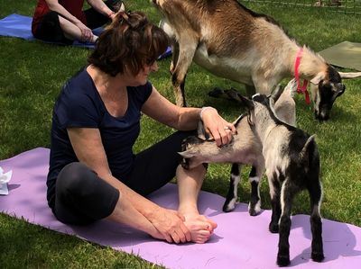 Goat Yoga