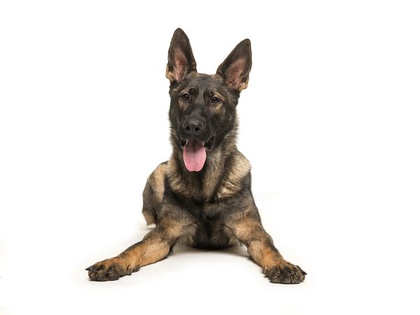 dog lying down