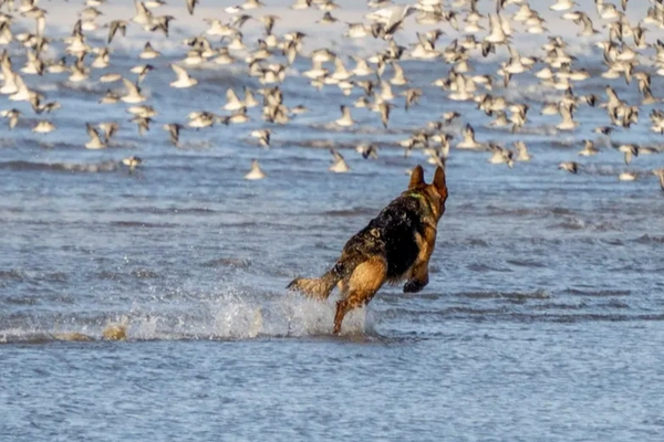 A dog running through shallow water chasing a large flock of birds.