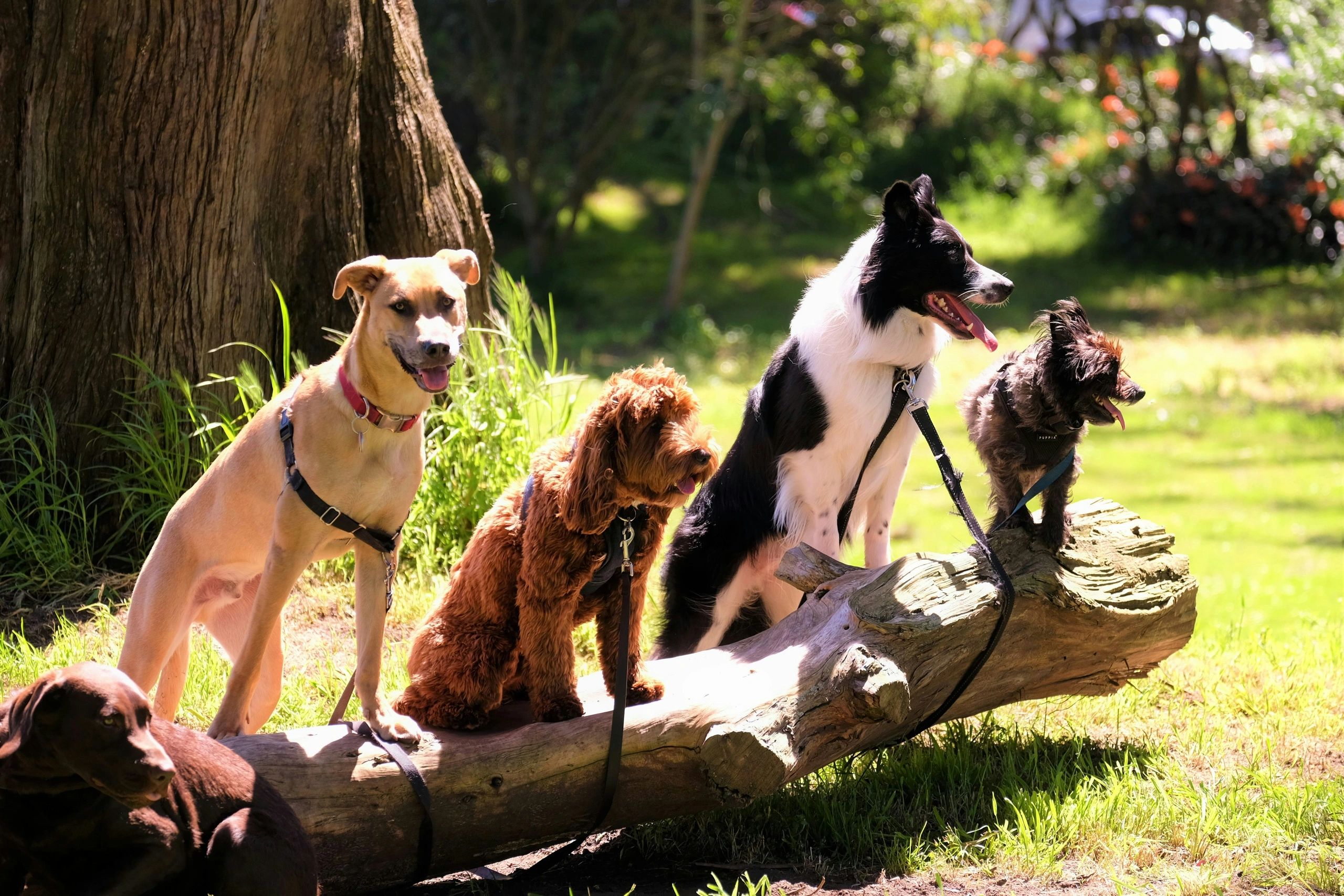 Five dogs sitting on and around a large log in a sunny park.