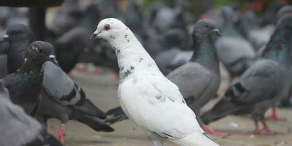 A white pigeon standing among grey pigeons on the ground.