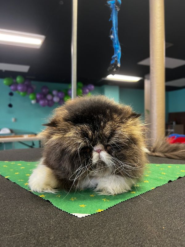 A cat resting his eyes after his groom has been completed.