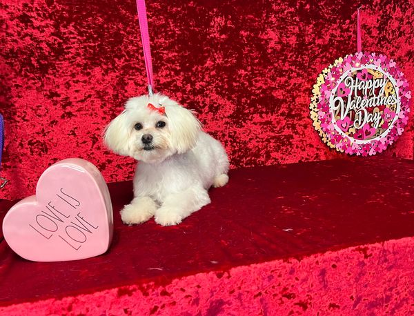 A Valentines themed photo of a Maltese fully groomed.