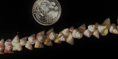 white shells, hawaiian white shells, tiny shell necklace, white shell lei, tiny shell lei,