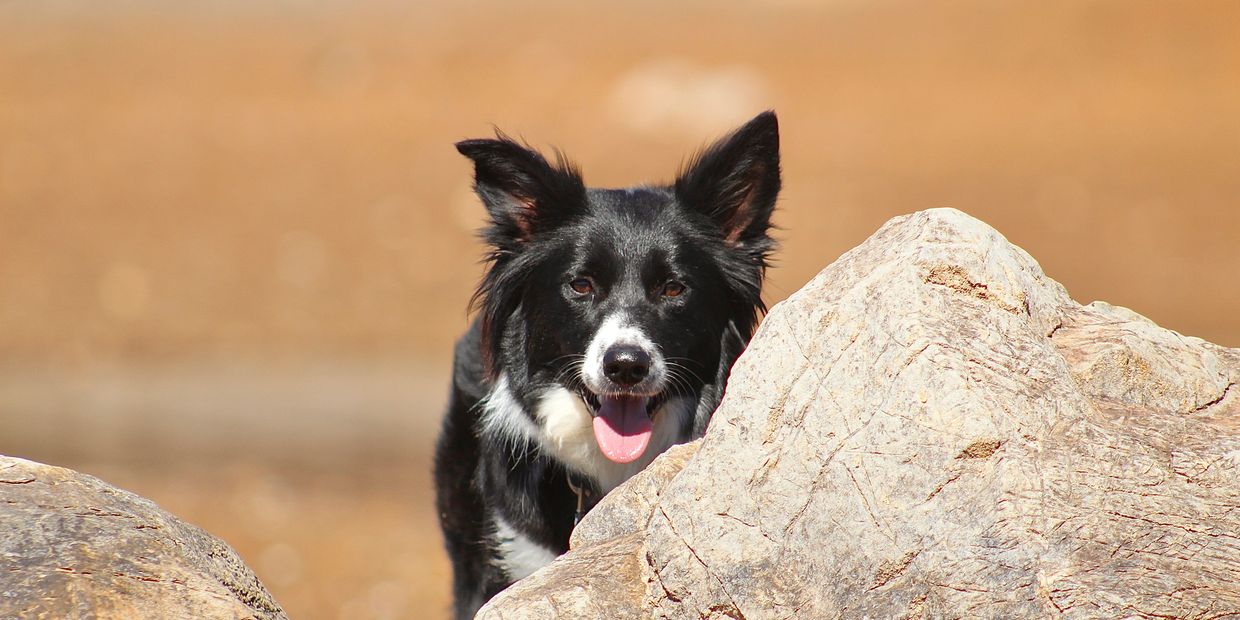 Black and white dog peeking from behind a rock with its tongue out.