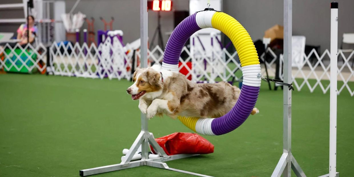 A dog jumps through a colorful agility hoop indoors.