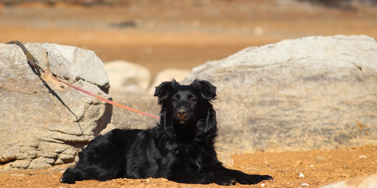 Black dog lying on dirt near large rocks, tethered with a pink leash.