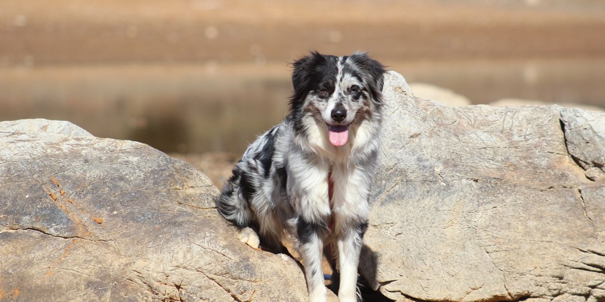 A happy Australian Shepherd dog sitting on rocks outdoors.