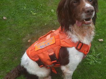 G4H Rescue  "MAX" retired passive search dog wearing MOLLE harness and bespoke reflective patch
