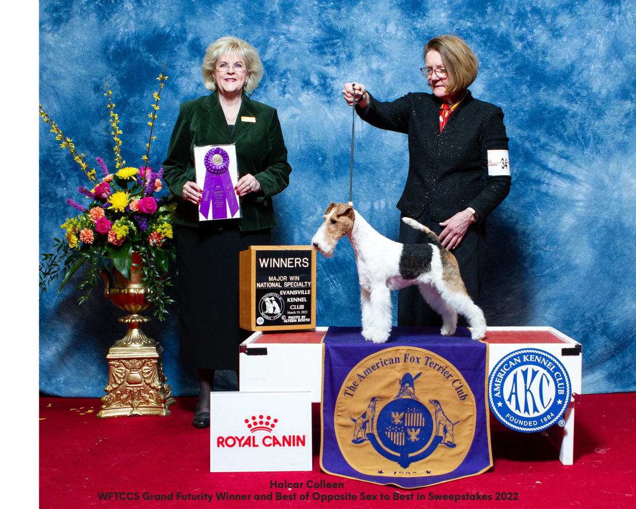 Halcar Colleen
by CH Thornton's Take A Look At Me Now x GCHG Halcar Teagan
5 pt major AFTC
WFTCCS G