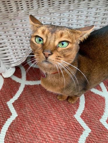 Abyssinian  cats are highly active cats and will demand your full attention. 