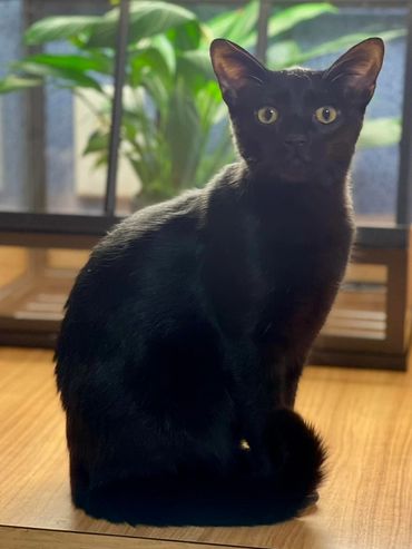 Mika