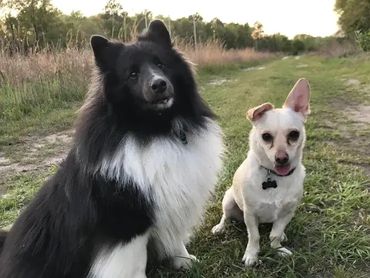 Tony and Vinny