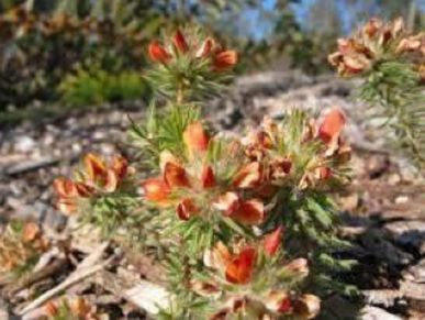 Stony Bush-pea (Pultenaea lapidosa)  Glen Johnson, DELWP Sept 2016