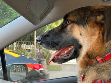 Mestizo de pastor alemán en un auto. Mirando por la ventana de adelante.
