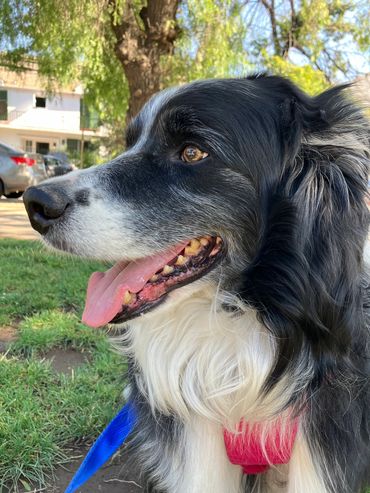 Border collie de ocho años. Con arnés rojo y correa azul. Mirada penetrante.