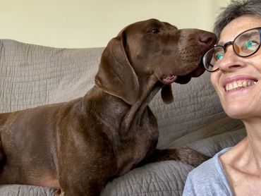 Braco alemán sobre un sofá, con señal afiliativa a una humana.