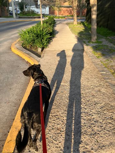 Mestizo de labrador negro. Con arnés y correa roja. Se ve la sombra de la humana que lo acompaña.