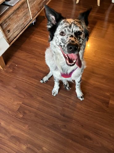 Mestizo de border collie, sentado, mirando hacia arriba con la boja abierta y la lengua afuera.