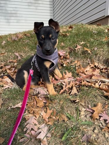 Puppy learning leash skills