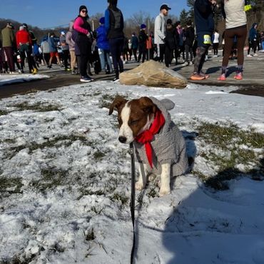Puppy learning how to socialize at a local race