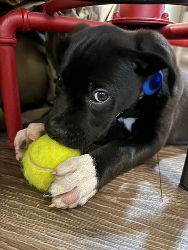 Playing with your puppy