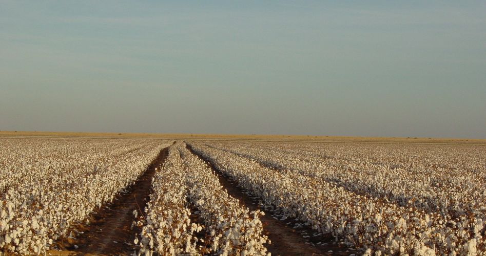 United Cotton Growers