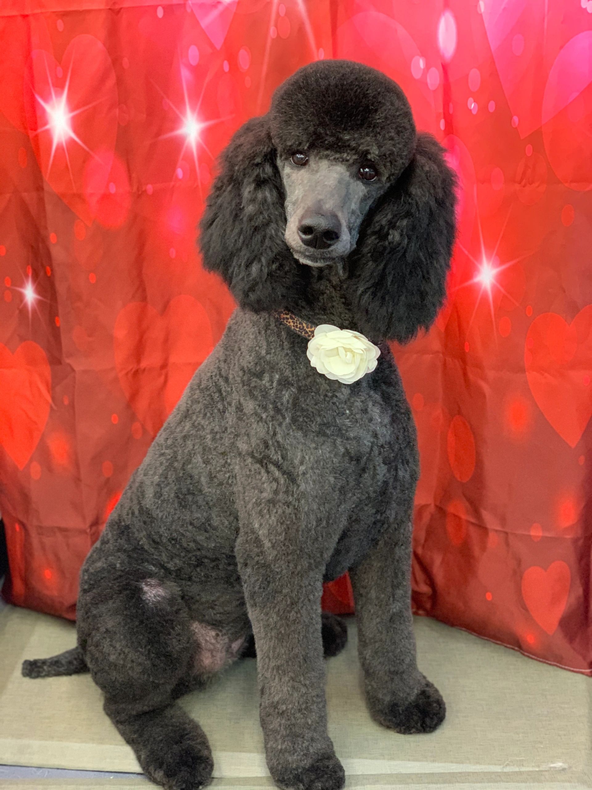 The Drippin' Dog Mobile Grooming Spa