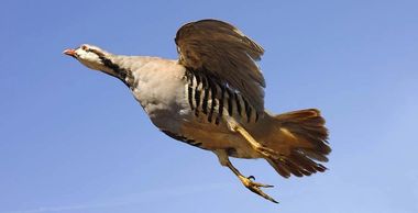 Chukar Partridge flying rocket