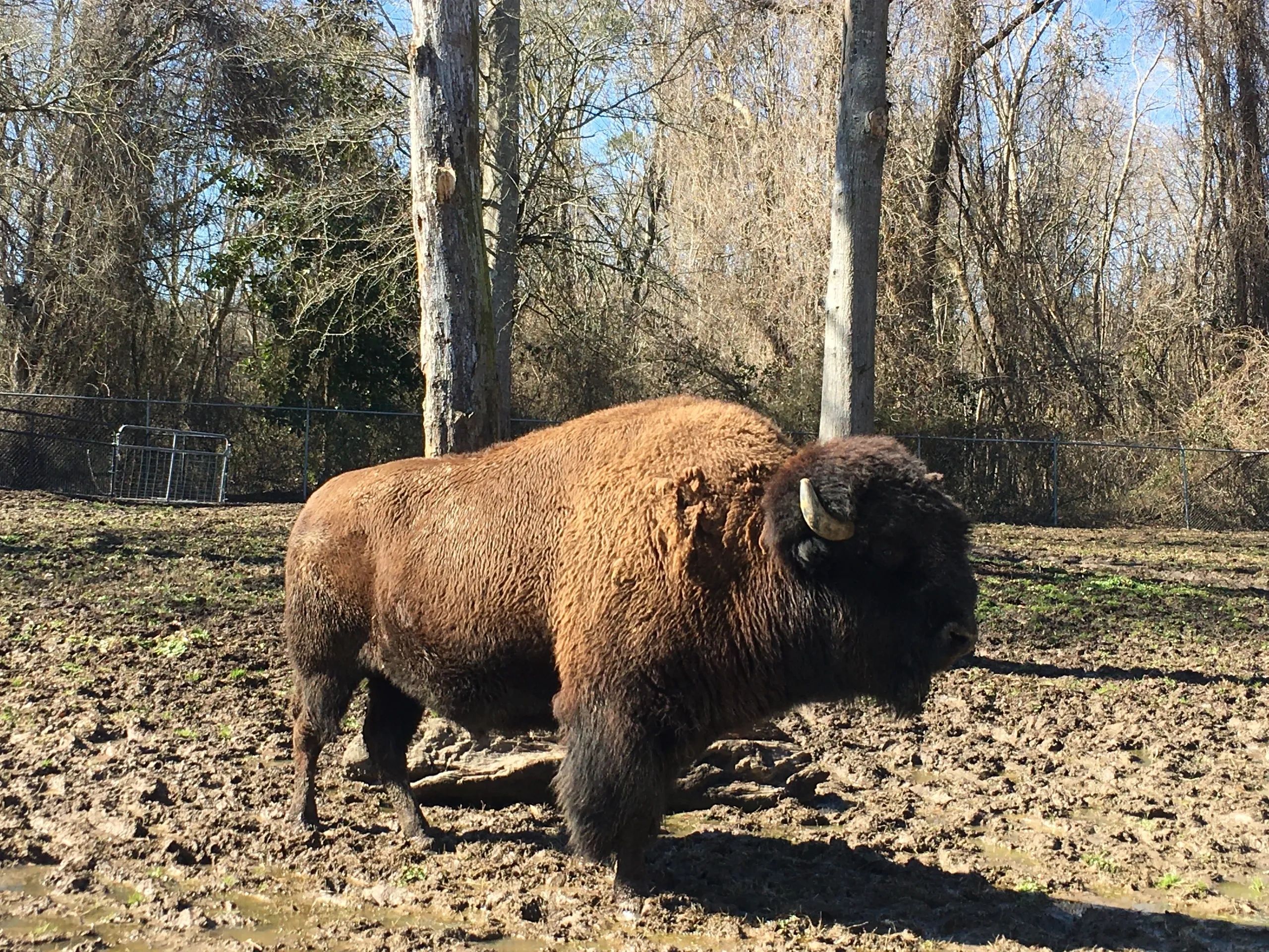 A buffalo standing near trees on muddy looking terrain.