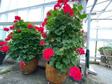 Geranium trees.