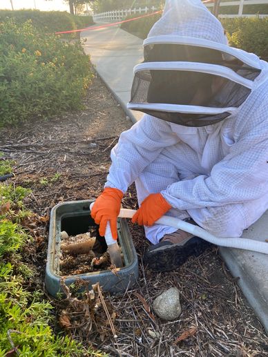 Live Bee Removal for local municipalities is BeeDoctors specialty.