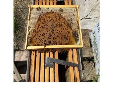 All bees are kept and maintained in-house at Beedoctor Bee Removal after Bee Abatement