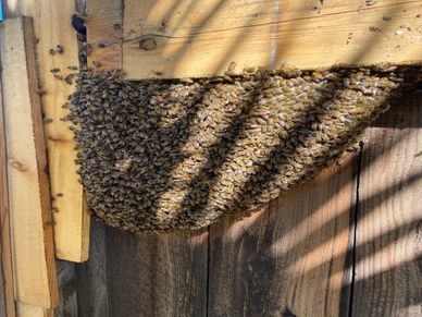 Bee Hive in residential fence
