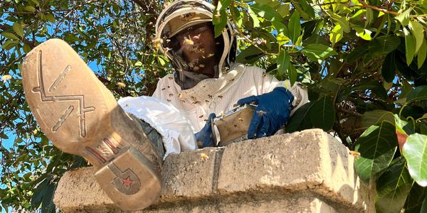 swarm removal menifee california