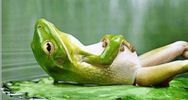 brilliant green frog reclining on its back, arms over its belly on a green, serene, calm lake. ohm