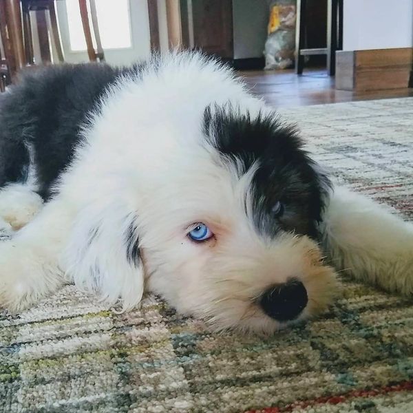 Old English Sheepdog Puppy