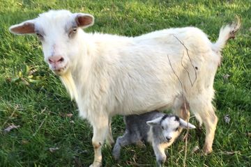 Tennessee Goat parasite-resistant breed