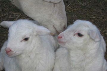 Katahdin market lambs