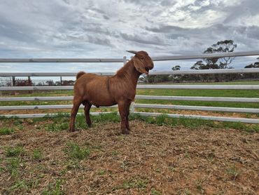 A brown goat stands in a fenced area on grassy ground.