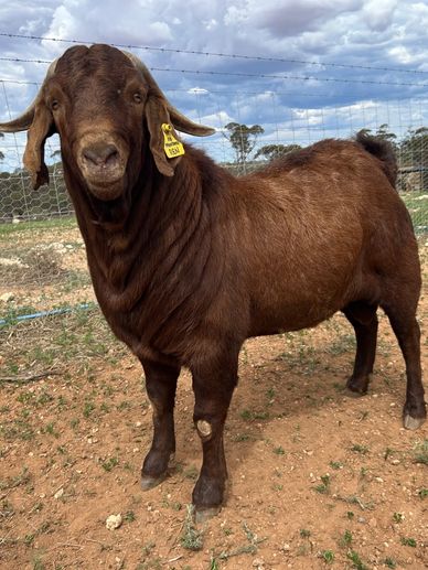 Brown goat standing on dry land near a fence.